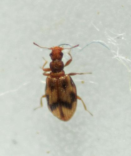 Cartodere bifasciata